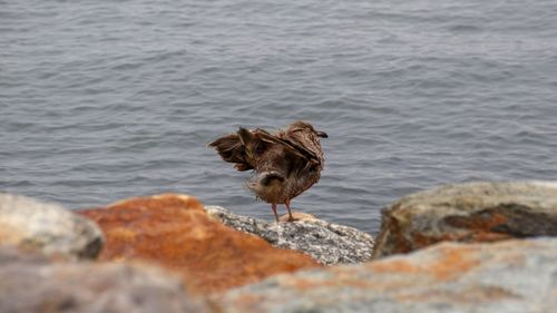 Seagull on rock in sea