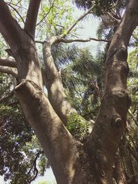 Low angle view of trees