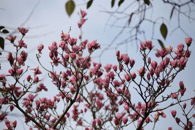 Close-up of bird on tree against sky