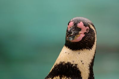 Close-up of penguin