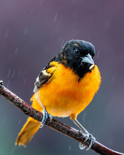 Close-up of bird perching on a branch