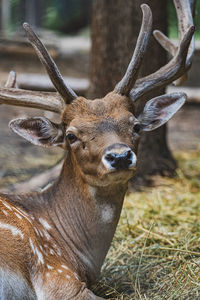 Portrait of deer