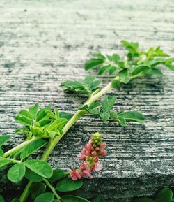 Close-up of plant