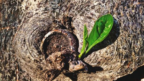Close-up of tree trunk