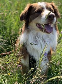 Dog looking away on field