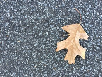 High angle view of maple leaf on road