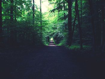 Road passing through forest