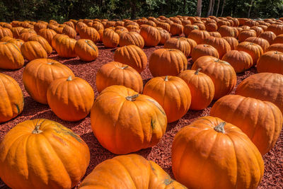 Stack of pumpkins on field