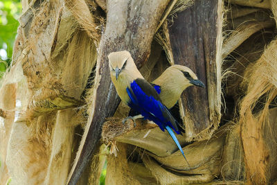 Close-up of bird perching on tree trunk