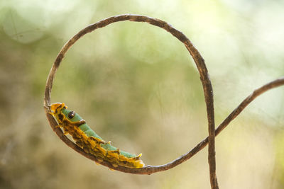 Beautiful caterpillar with leaves and ferns