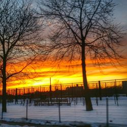 Bare trees on snow covered landscape