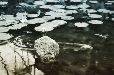 Close-up of duck swimming in lake