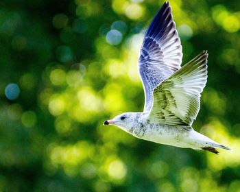 Close-up of a bird flying over blurred background