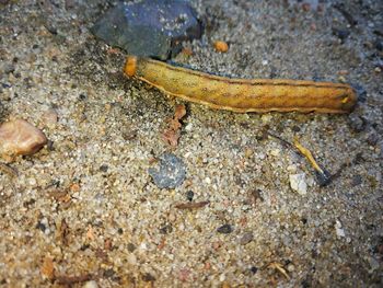 Close-up of lizard