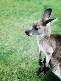 Close up with the cute kangaroo in sydney australia.