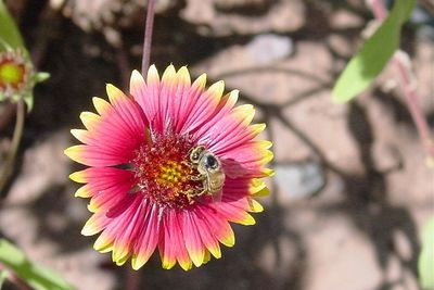 Close-up of butterfly pollinating on pink flower