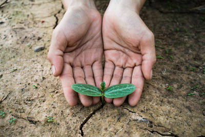 Midsection of man holding leaf
