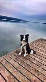 Portrait of dog on beach against sky