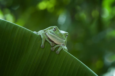 Close-up of frog on leaf