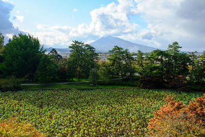 Scenic view of field against sky