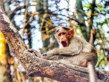 Low angle view of monkey on tree
