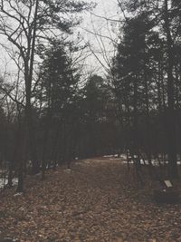 Full frame shot of trees against sky