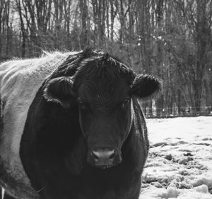 Close-up portrait of cow on field in forest