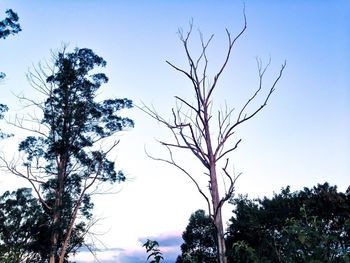 Low angle view of silhouette bare trees against clear blue sky