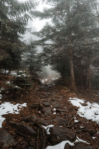 Trees in forest during winter