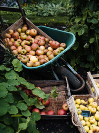 High angle view of fruits in baskets at farm