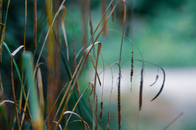 Close-up of grass growing on field