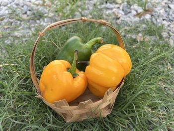 High angle view of pumpkins on field