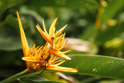 Close-up of yellow flower