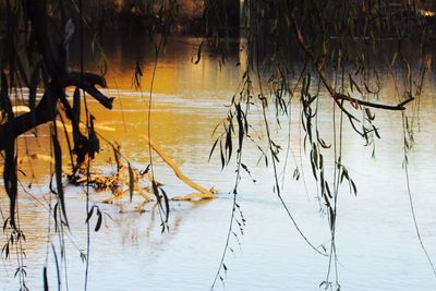 Reflection of trees in water