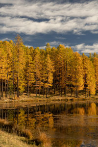 Scenic view of lake in forest against sky