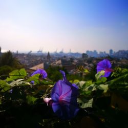 Close-up of purple flowers blooming against sky