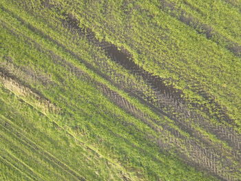 Full frame shot of crops on field