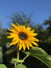 Close-up of yellow sunflower