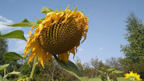 Close-up of sunflower against sky