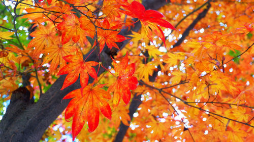 Close-up of maple tree during autumn