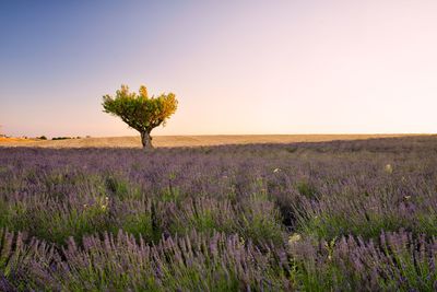 Plants growing on field against sky during sunset