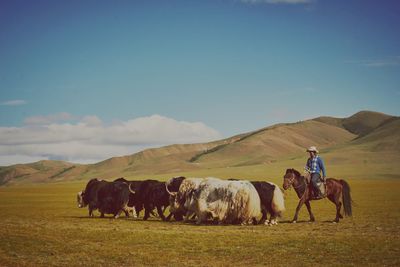 Horses in a field