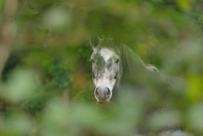 Horse seen through plants