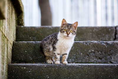 Close-up of cat