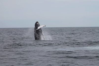 Whale in sea against clear sky