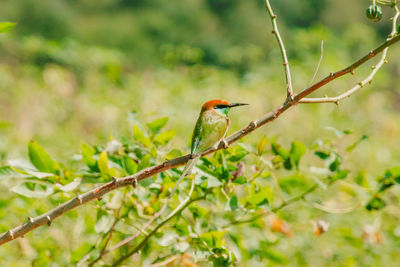 Chestnut-headed