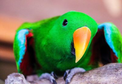 Close-up of parrot on rock