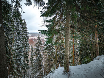 Snow covered pine trees in forest during winter