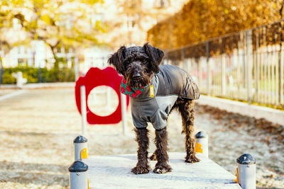 Portrait of dog with umbrella