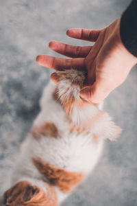 Cropped hand holding tail of cat